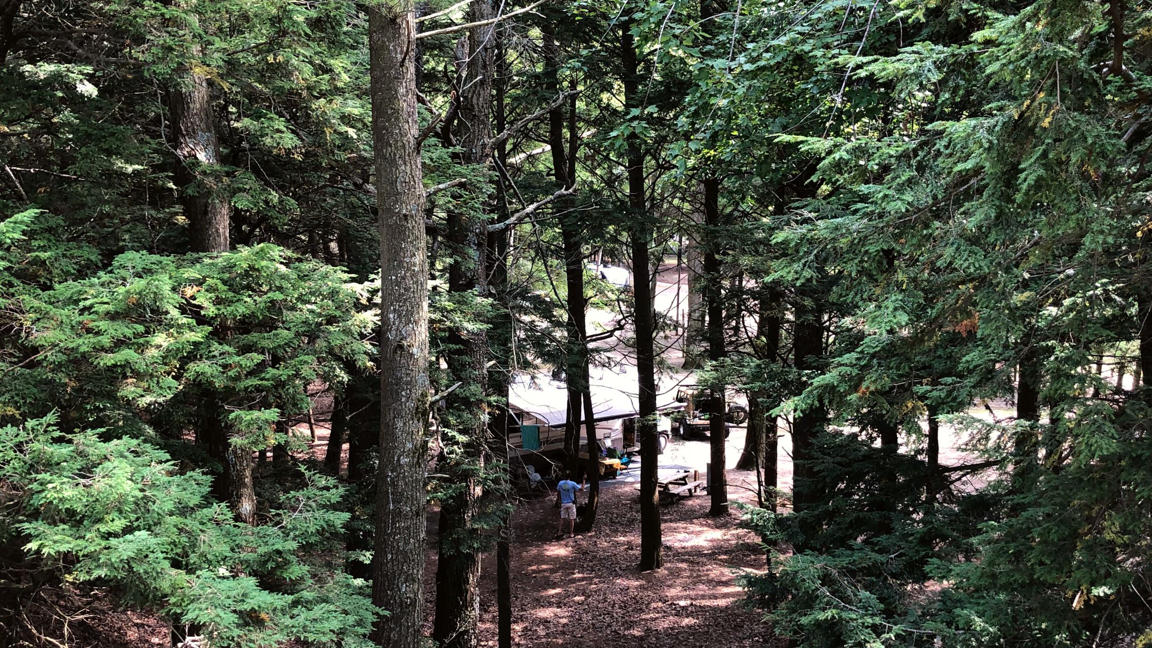 looking through the pine trees at a camping trailer